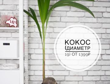 Крупномерные растения в нашем ассортименте! 